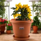 PAVAN Flora-Planter-12-1