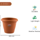 PAVAN PLANT 6-inch-1